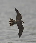 Eurasian Hobby