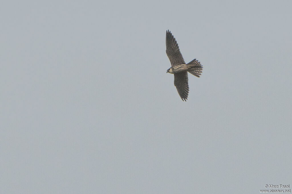 Eurasian Hobbyadult, Flight