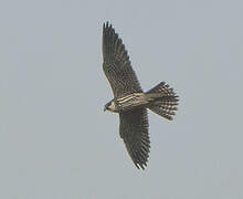 Eurasian Hobby