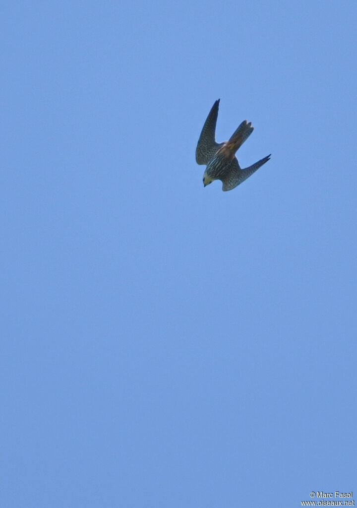 Eurasian Hobbyadult breeding, identification, Flight, Behaviour