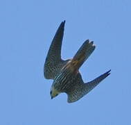 Eurasian Hobby