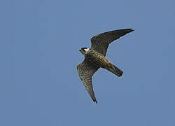 Eurasian Hobby