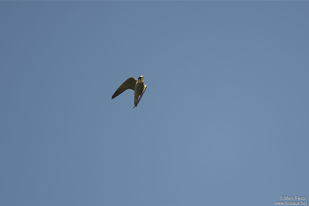 Eurasian Hobbyadult, identification, Flight, Behaviour