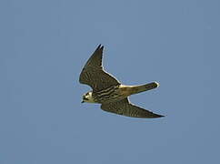 Eurasian Hobby