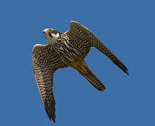 Eurasian Hobby