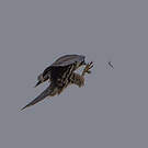 Eurasian Hobby