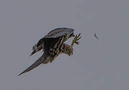 Eurasian Hobby