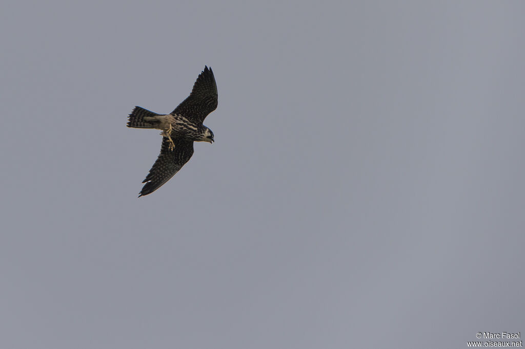 Eurasian Hobbyjuvenile, identification, Flight, feeding habits