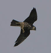 Eurasian Hobby