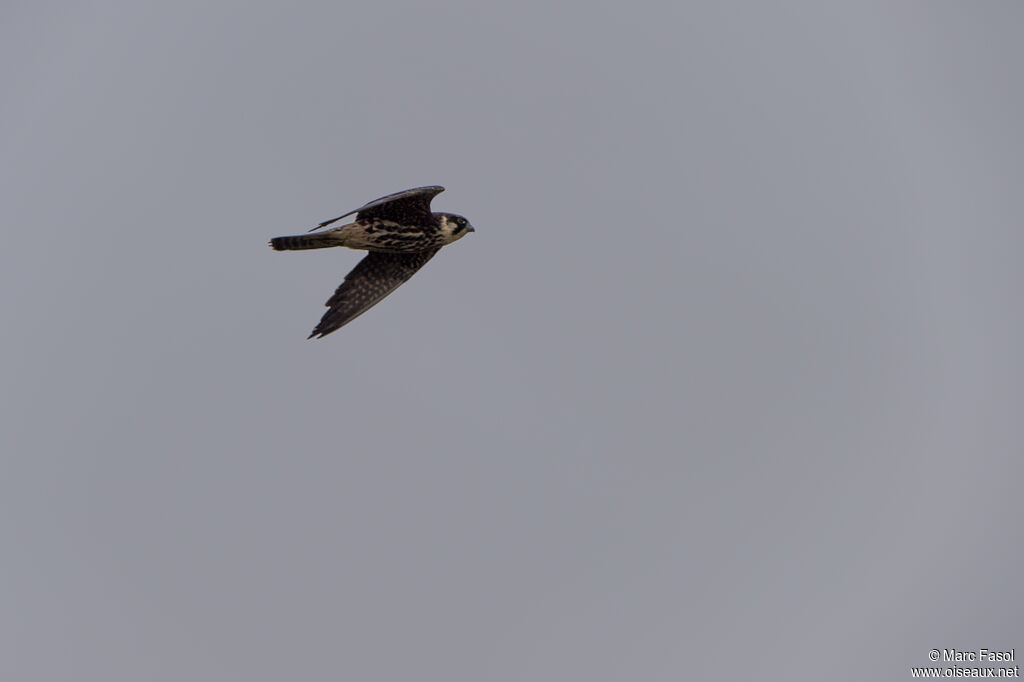 Eurasian Hobbyjuvenile, Flight