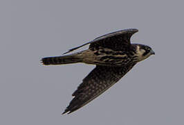 Eurasian Hobby