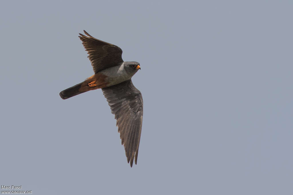 Red-footed Falcon male adult breeding, Flight