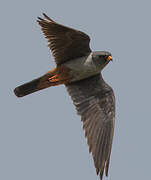 Red-footed Falcon