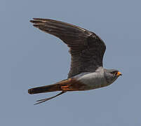 Red-footed Falcon