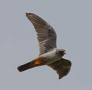 Red-footed Falcon