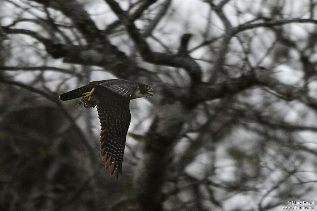 Orange-breasted Falconadult breeding, identification, Flight, feeding habits