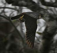 Orange-breasted Falcon