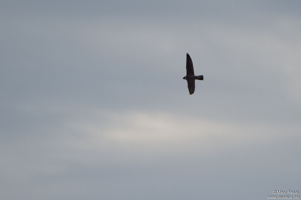 Peregrine Falconadult, Flight