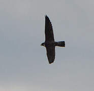 Peregrine Falcon