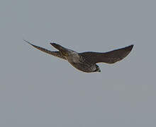 Peregrine Falcon