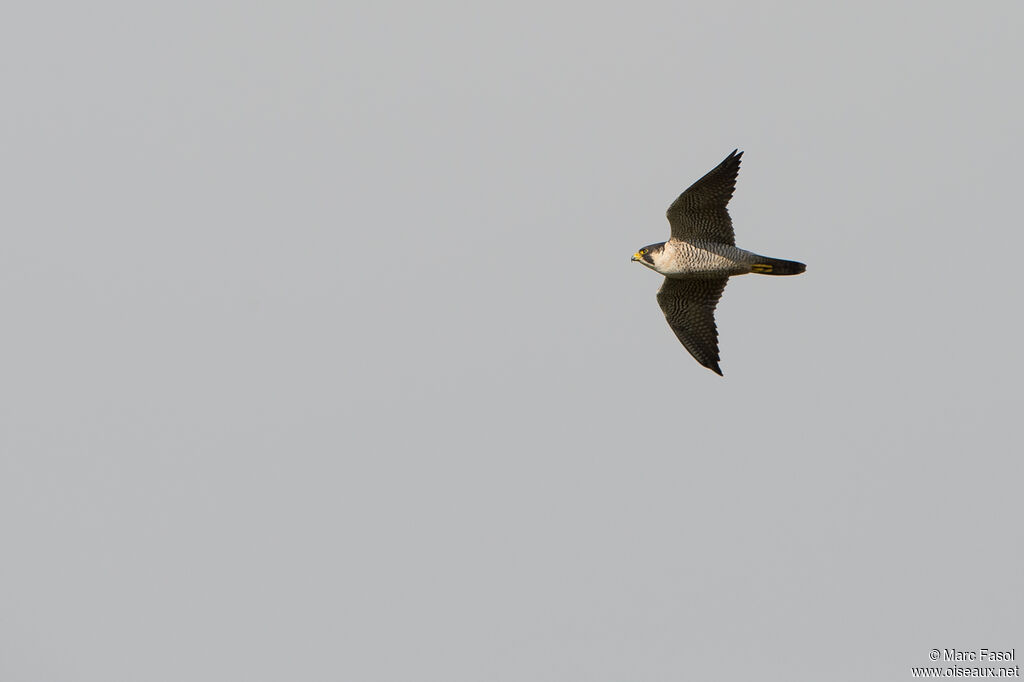 Peregrine Falcon male adult, Flight