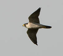 Peregrine Falcon