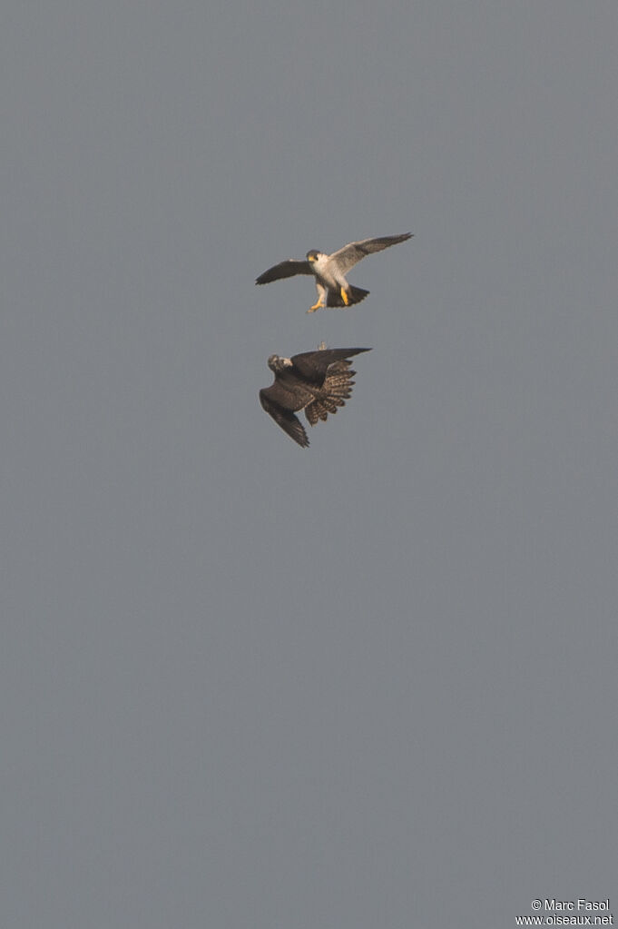 Peregrine Falcon, Flight