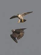 Peregrine Falcon