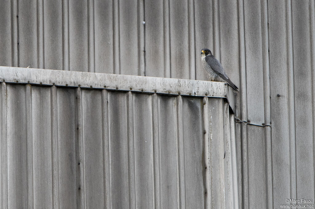 Peregrine Falcon male adult breeding, identification