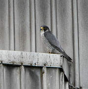 Peregrine Falcon