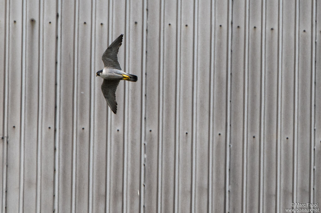 Peregrine Falcon male adult, Flight