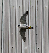 Peregrine Falcon