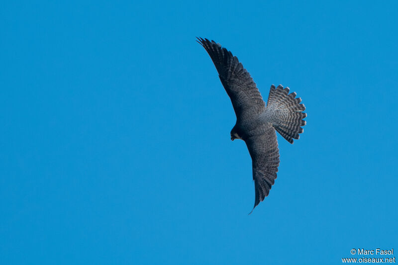 Peregrine Falcon female adult breeding, Flight, fishing/hunting