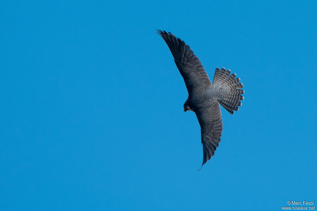 Peregrine Falcon female adult breeding, Flight, fishing/hunting