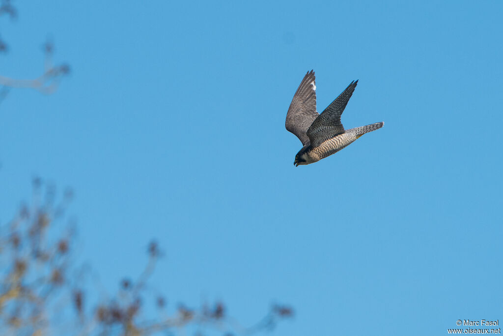 Peregrine Falconadult, Flight