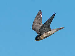 Peregrine Falcon