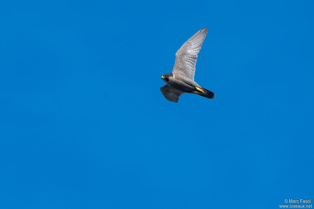 Peregrine Falconadult, Flight