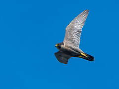 Peregrine Falcon