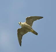 Peregrine Falcon