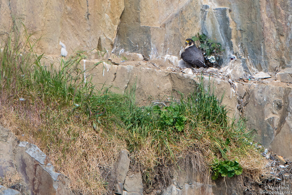 Peregrine Falcon, Reproduction-nesting