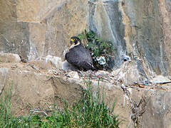 Peregrine Falcon