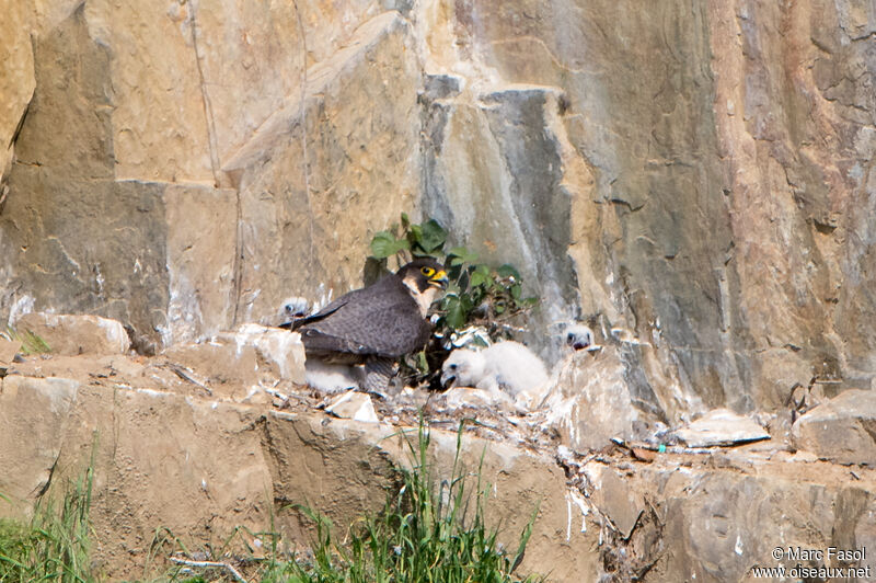 Peregrine Falcon, Reproduction-nesting