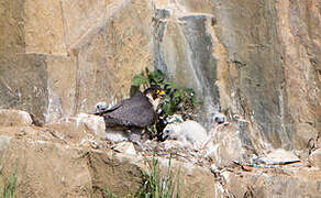 Peregrine Falcon