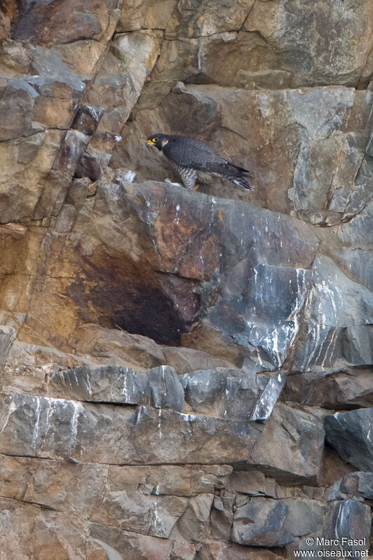 Peregrine Falcon female adult, identification, feeding habits, eats