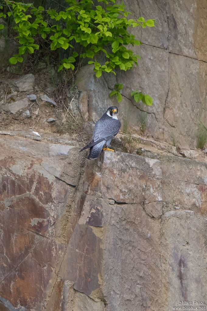 Faucon pèlerin mâle adulte, identification