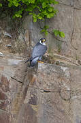 Peregrine Falcon