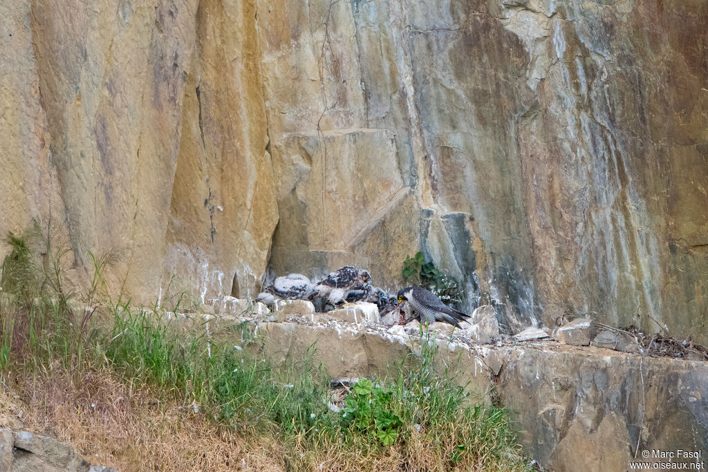 Faucon pèlerin, habitat