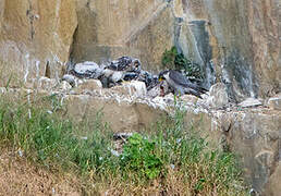 Peregrine Falcon