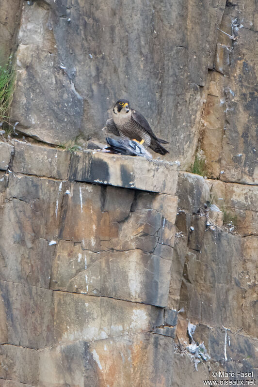 Peregrine Falcon female, feeding habits