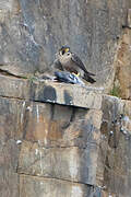 Peregrine Falcon